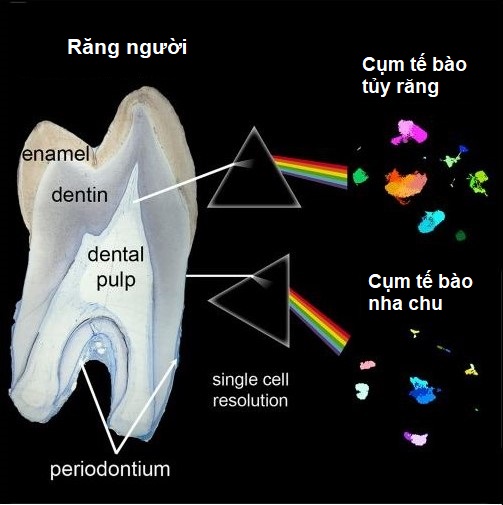 lap ban do toan dien ve rang nguoi hua hen nhung phuong phap dot pha moi trong dieu tri nha khoa