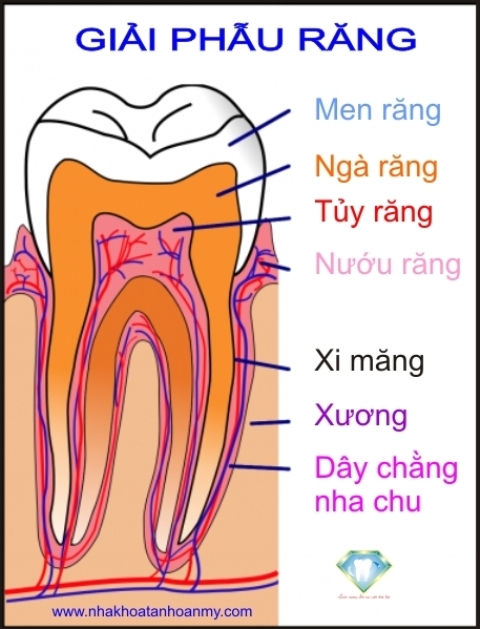 Sự khác biệt giữa viêm tủy răng hồi phục và không hồi phục