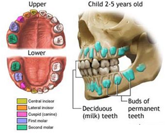 Răng dư - Tổng quan về chẩn đoán, phân loại và quản lý